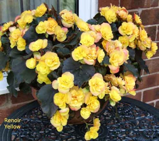 B. ‘Renoir Yellow’
